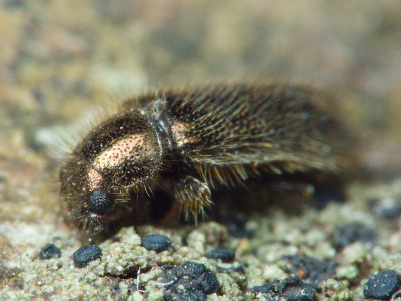 Melyridae Leach, 1815